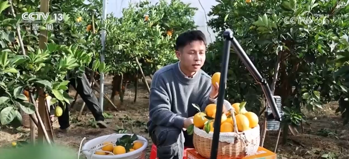 
北京人民医院黄牛代挂号电话票贩子号贩子网上预约挂号,住院检查加快,左手脐橙、右手订单，顺畅！“互联网+第四方物流”助农增收