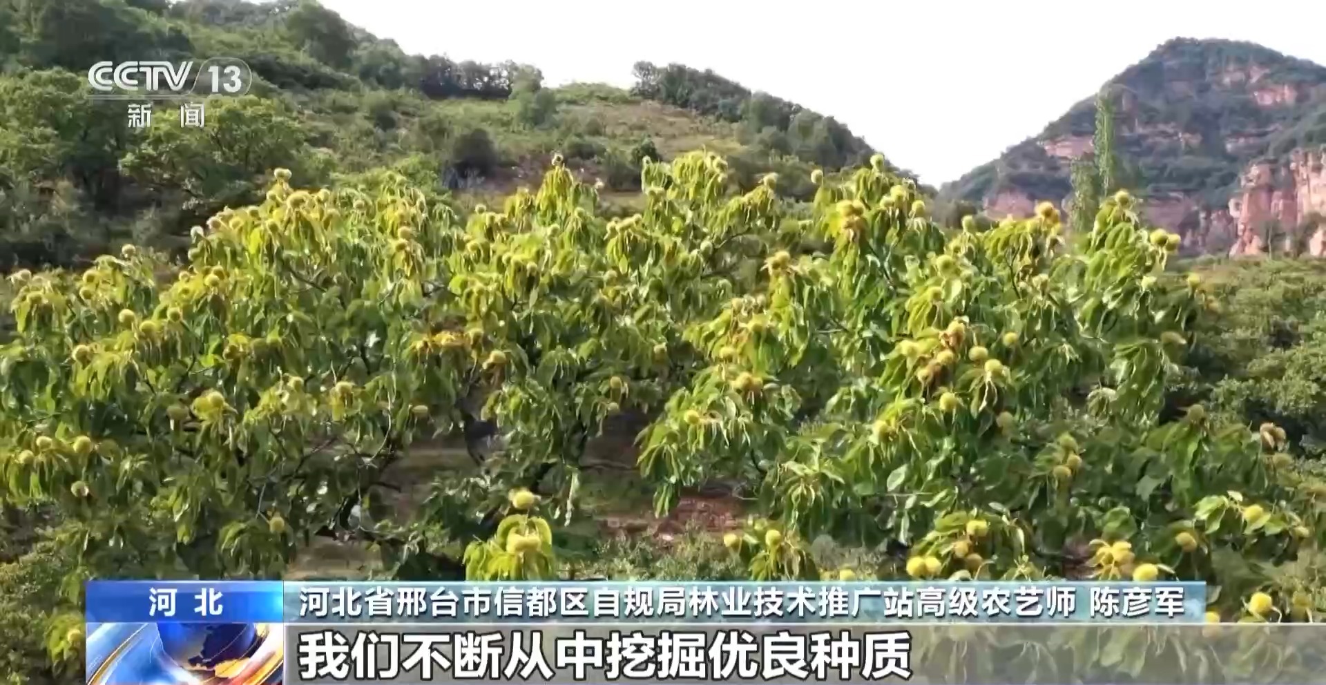 
北京301医院黄牛代挂号电话票贩子号贩子网上预约挂号,住院检查加快,板栗、油茶、苹果……森林“粮库”让中国饭碗端得更稳