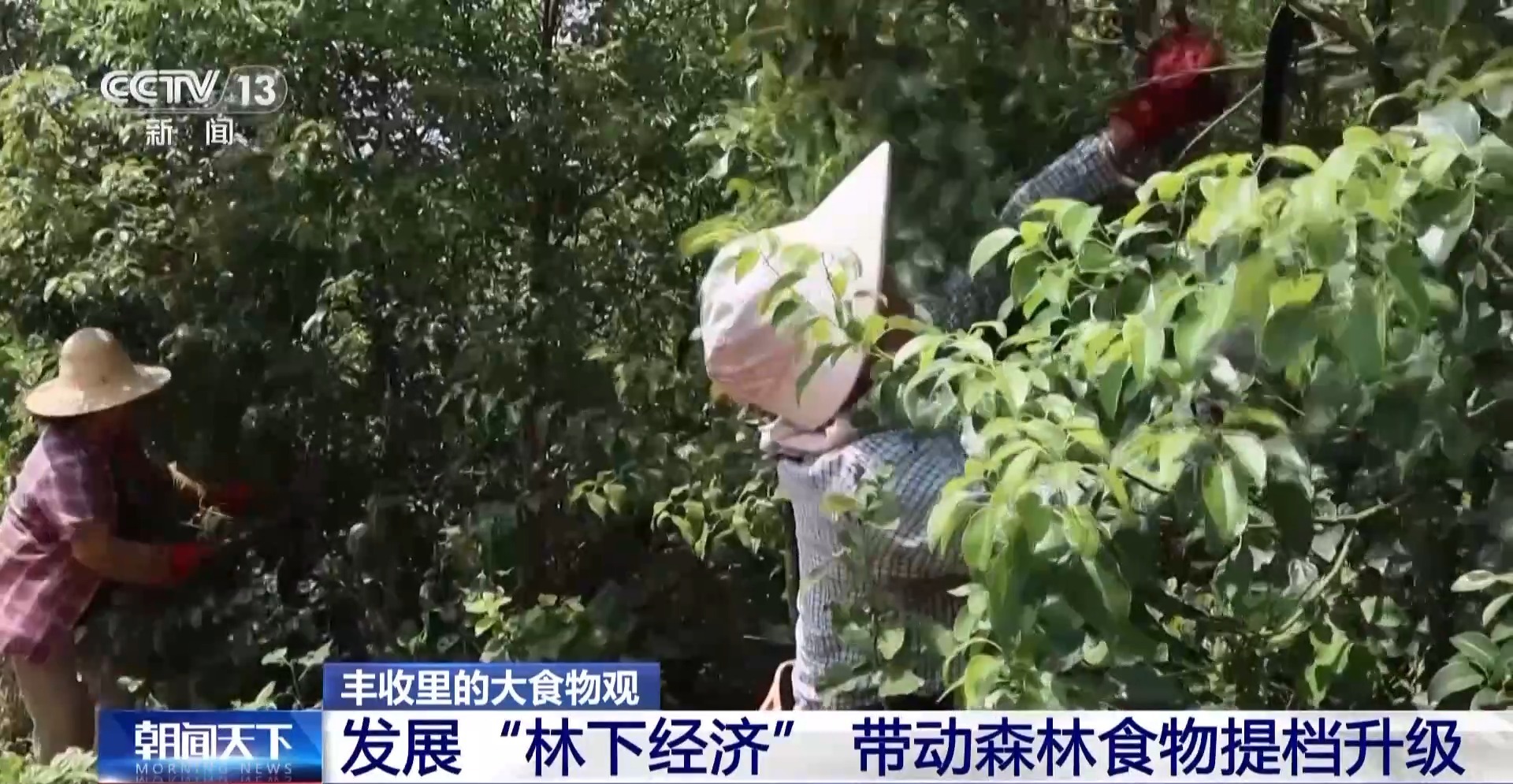 
北京301医院黄牛代挂号电话票贩子号贩子网上预约挂号,住院检查加快,板栗、油茶、苹果……森林“粮库”让中国饭碗端得更稳