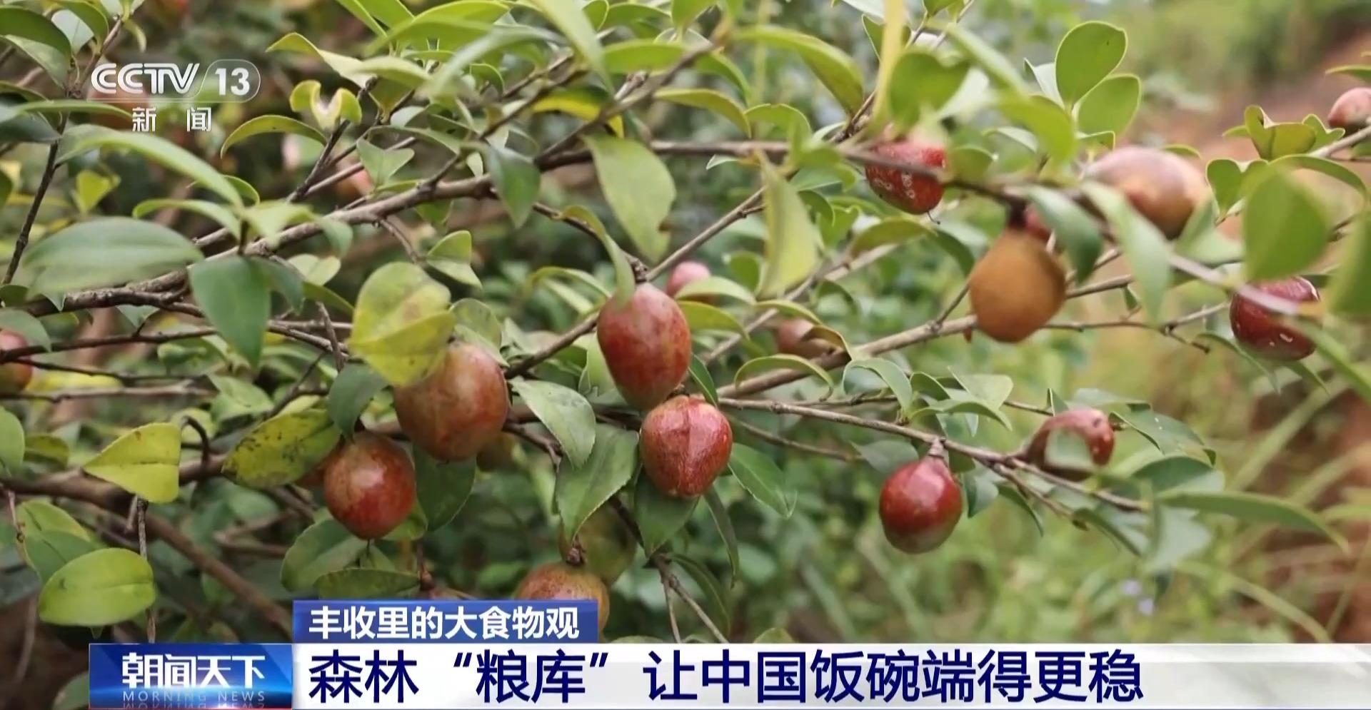 
北京301医院黄牛代挂号电话票贩子号贩子网上预约挂号,住院检查加快,板栗、油茶、苹果……森林“粮库”让中国饭碗端得更稳