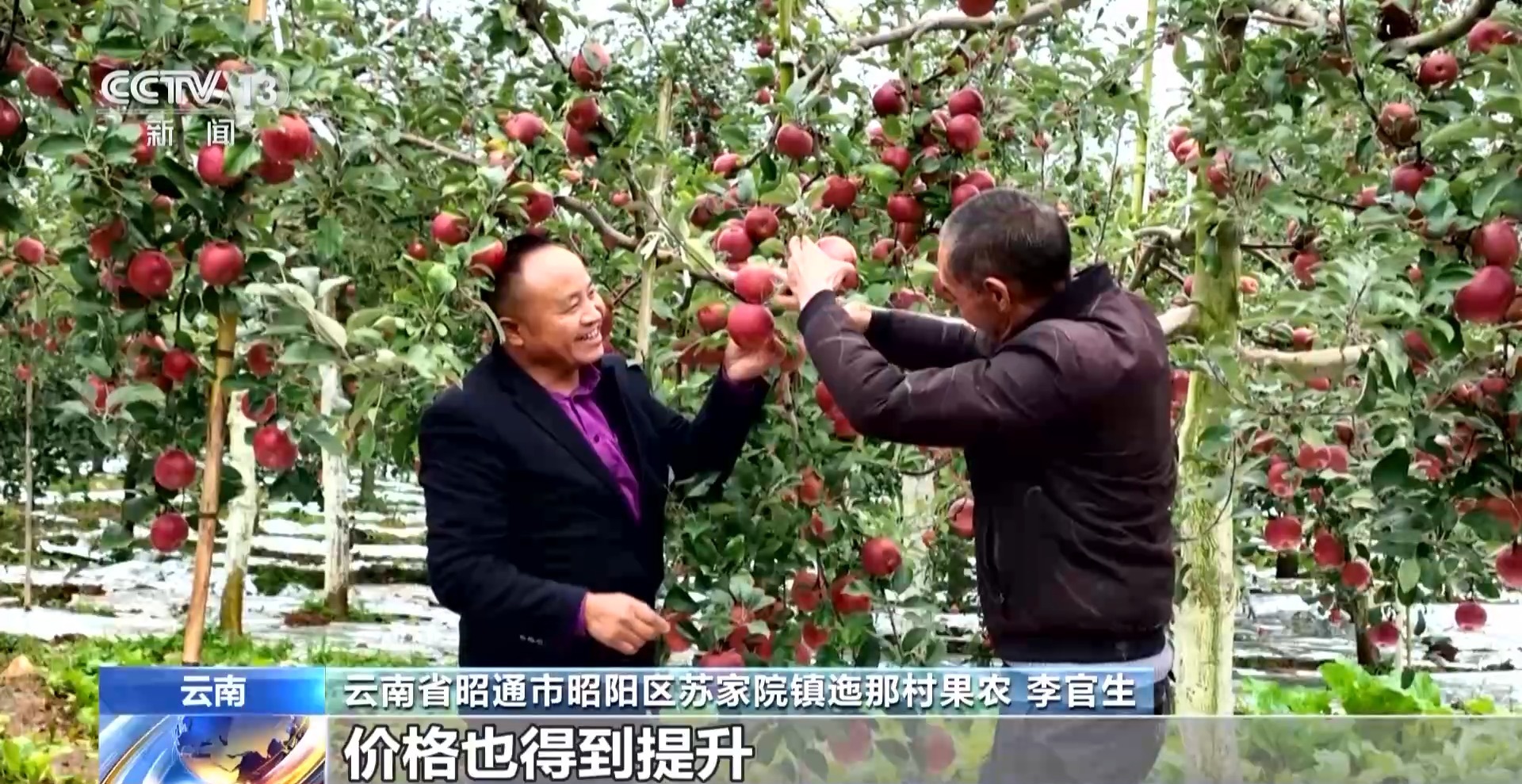 
北京301医院黄牛代挂号电话票贩子号贩子网上预约挂号,住院检查加快,板栗、油茶、苹果……森林“粮库”让中国饭碗端得更稳