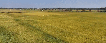 
北京阜外医院黄牛代挂号电话票贩子号贩子网上预约挂号,住院检查加快,微视频｜推进乡村全面振兴 总书记念兹在兹