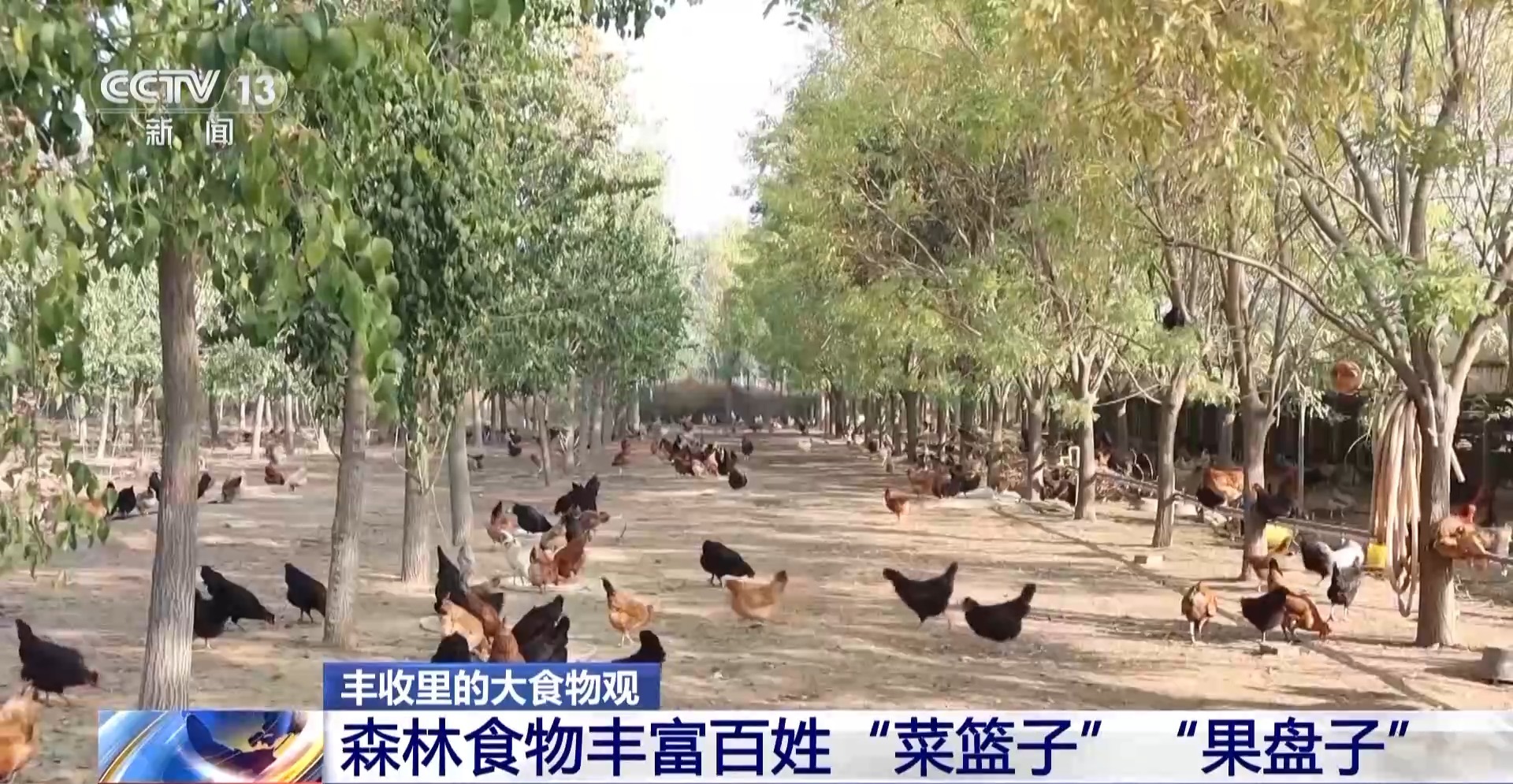 
北京301医院黄牛代挂号电话票贩子号贩子网上预约挂号,住院检查加快,板栗、油茶、苹果……森林“粮库”让中国饭碗端得更稳
