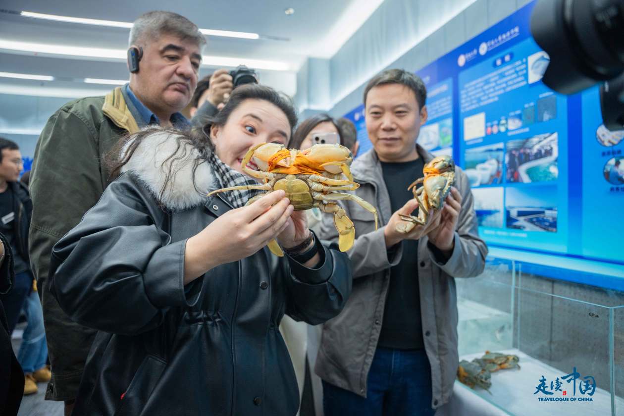 
回龙观医院黄牛代挂号电话票贩子号贩子网上预约挂号,住院检查加快,外国记者沉浸式走访宁波大学 探秘东海青蟹如何住到新疆