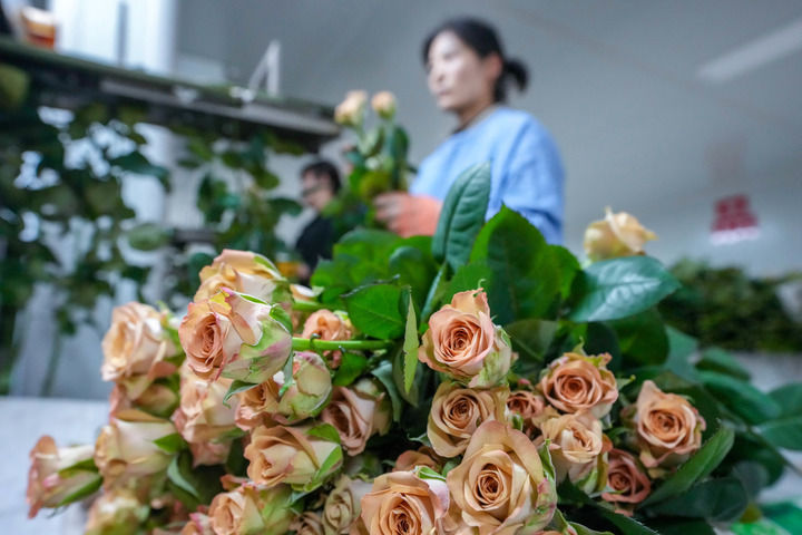 
南京儿童医院黄牛代挂号电话票贩子号贩子网上预约挂号,住院检查加快,锦绣大地满目新——西部地区乡村振兴观察