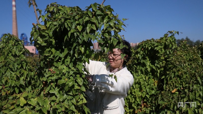 
江苏省人民医院黄牛代挂号电话票贩子号贩子网上预约挂号,住院检查加快,【你好，小镇】山西梧桐：追“氢”逐绿