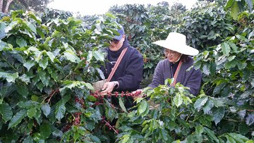 广东省中医院黄牛代挂号电话票贩子号贩子网上预约挂号,住院检查加快,2024“三农”观察|产业赋能亮点多 乡村振兴道路宽