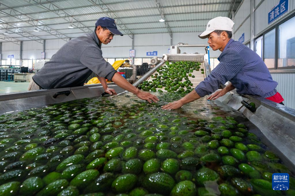 
上海儿童医院黄牛代挂号电话票贩子号贩子网上预约挂号,住院检查加快,中国经济样本观察·县域样本篇丨这座西南小城，改变了“牛油果靠进口”的历史