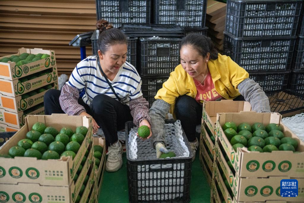 
上海儿童医院黄牛代挂号电话票贩子号贩子网上预约挂号,住院检查加快,中国经济样本观察·县域样本篇丨这座西南小城，改变了“牛油果靠进口”的历史