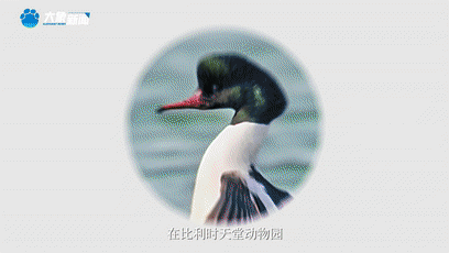 上海新华医院黄牛代挂号电话票贩子号贩子网上预约挂号,住院检查加快,《总书记的回信》比利时篇