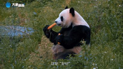 上海新华医院黄牛代挂号电话票贩子号贩子网上预约挂号,住院检查加快,《总书记的回信》比利时篇