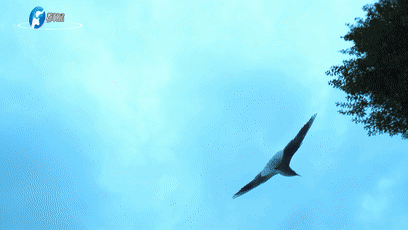 上海新华医院黄牛代挂号电话票贩子号贩子网上预约挂号,住院检查加快,《总书记的回信》比利时篇