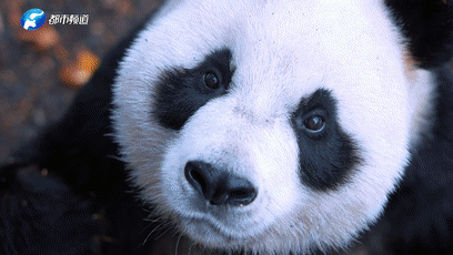 上海新华医院黄牛代挂号电话票贩子号贩子网上预约挂号,住院检查加快,《总书记的回信》比利时篇