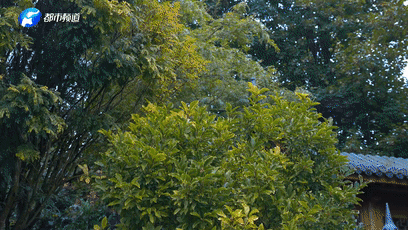 上海新华医院黄牛代挂号电话票贩子号贩子网上预约挂号,住院检查加快,《总书记的回信》比利时篇