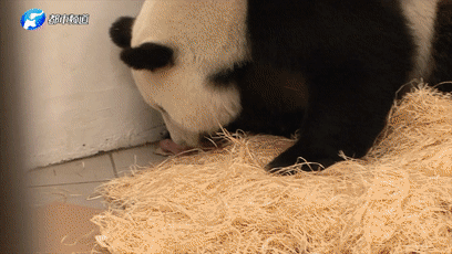 上海新华医院黄牛代挂号电话票贩子号贩子网上预约挂号,住院检查加快,《总书记的回信》比利时篇