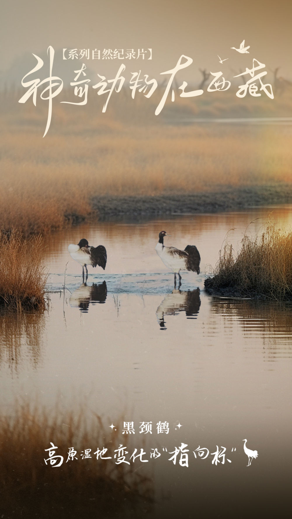 
北医六院黄牛代挂号电话票贩子号贩子网上预约挂号,住院检查加快,神奇动物在西藏｜黑颈鹤——高原湿地变化的“指向标”