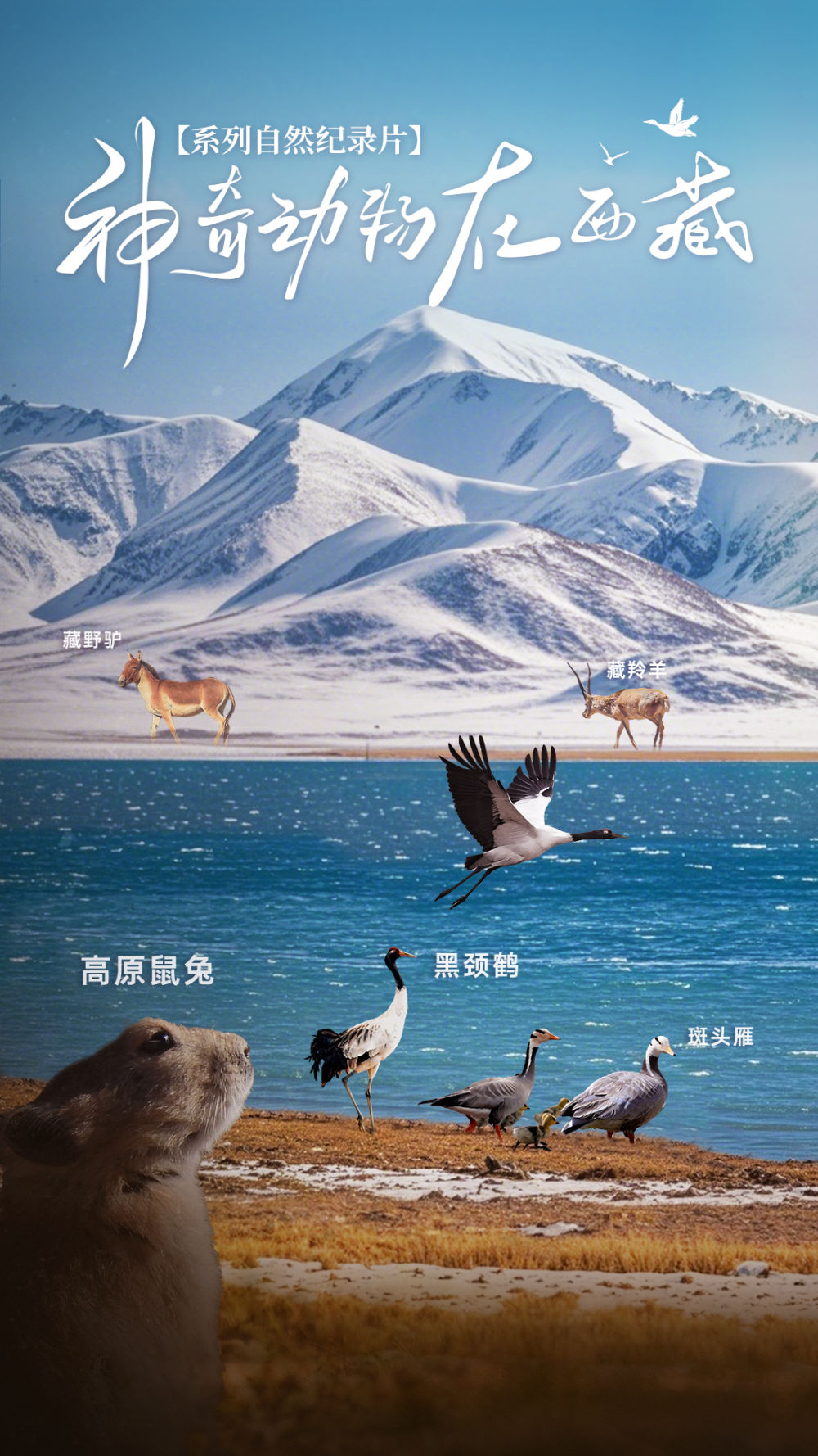 
北医六院黄牛代挂号电话票贩子号贩子网上预约挂号,住院检查加快,神奇动物在西藏｜黑颈鹤——高原湿地变化的“指向标”