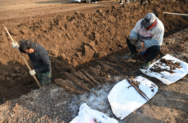 
天津儿童医院黄牛代挂号电话票贩子号贩子网上预约挂号,住院检查加快,高质量发展调研行|河南焦作：一“老”一“新”看发展