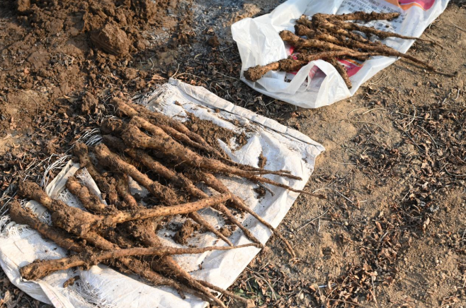 
天津儿童医院黄牛代挂号电话票贩子号贩子网上预约挂号,住院检查加快,高质量发展调研行|河南焦作：一“老”一“新”看发展