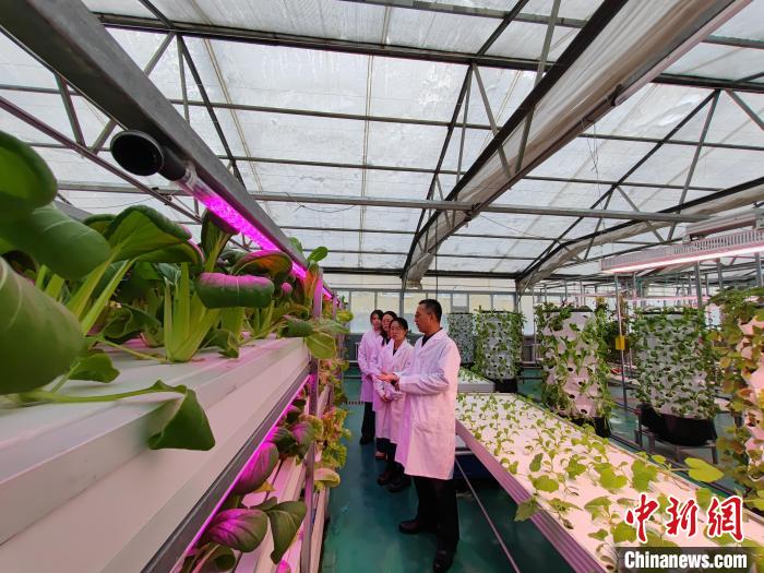 
北京儿研所黄牛代挂号电话票贩子号贩子网上预约挂号,住院检查加快,科技赋能助力新疆蔬菜产业高质量发展