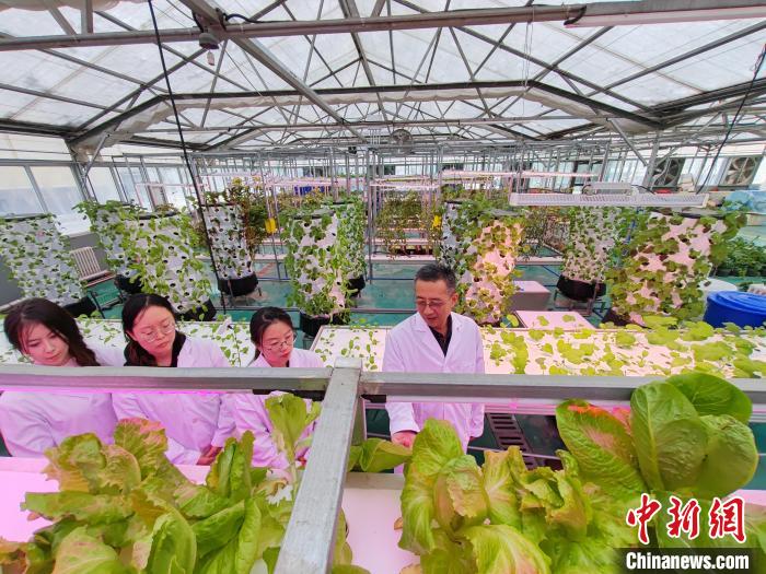 
北京儿研所黄牛代挂号电话票贩子号贩子网上预约挂号,住院检查加快,科技赋能助力新疆蔬菜产业高质量发展