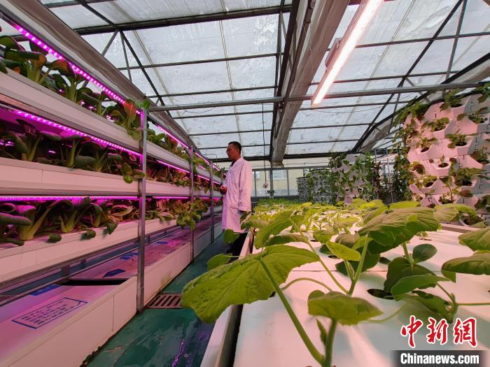 
北京儿研所黄牛代挂号电话票贩子号贩子网上预约挂号,住院检查加快,科技赋能助力新疆蔬菜产业高质量发展