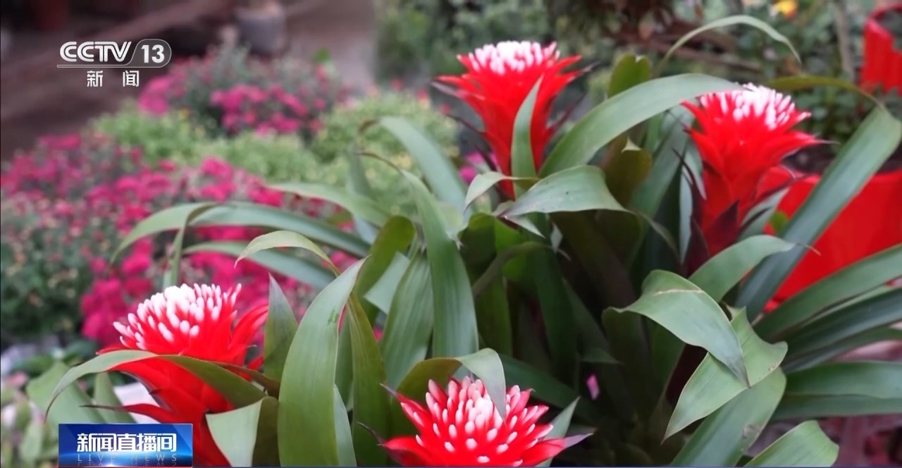 
中国中医科学院西苑黄牛代挂号电话票贩子号贩子网上预约挂号,住院检查加快,新年“好市”多！非遗集市人气旺 创意年宵花热销中