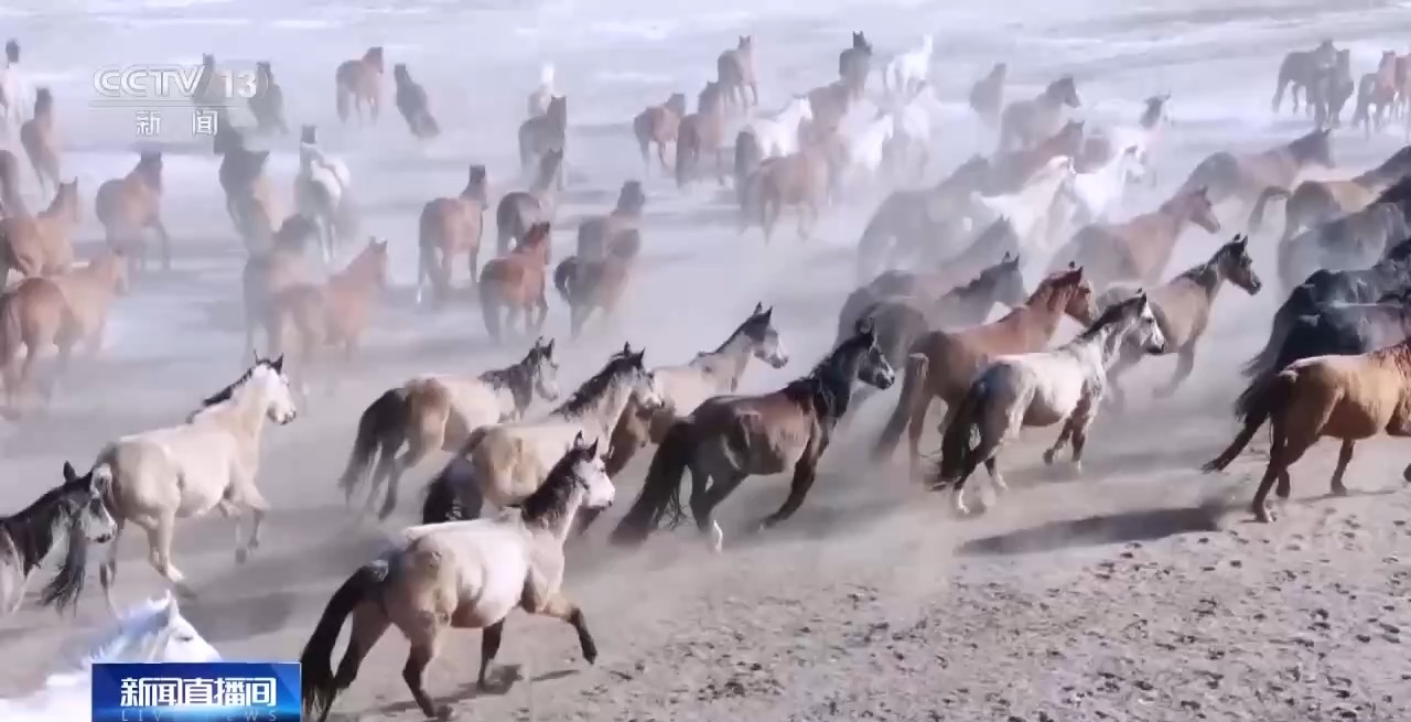 
上海肿瘤医院黄牛代挂号电话票贩子号贩子网上预约挂号,住院检查加快,跑马拾哈达、跑马射箭……冬日雪原赛马震撼场面来了