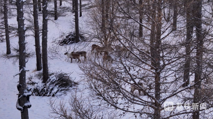 
北京同仁医院黄牛代挂号电话票贩子号贩子网上预约挂号,住院检查加快,暧暧远人村｜呼伦贝尔根河市敖鲁古雅村：鹿铃悠扬，奏响古老部落传奇新乐章
