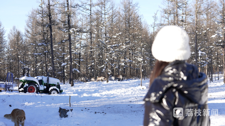 
北京同仁医院黄牛代挂号电话票贩子号贩子网上预约挂号,住院检查加快,暧暧远人村｜呼伦贝尔根河市敖鲁古雅村：鹿铃悠扬，奏响古老部落传奇新乐章