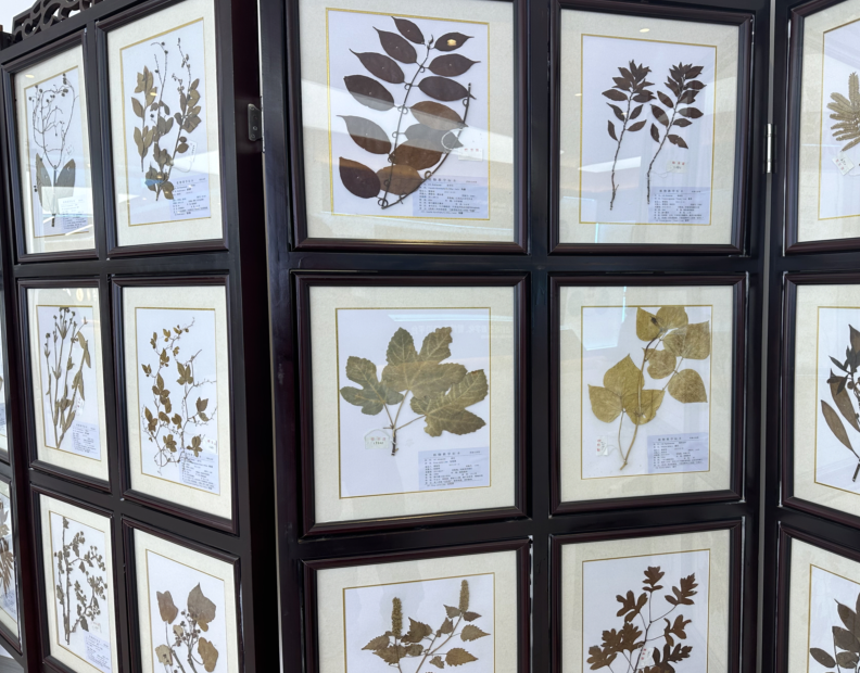 杭州市妇幼保健院黄牛代挂号电话票贩子号贩子网上预约挂号,住院检查加快,高质量发展调研行|河南中原药谷:草木千味药,万亩致富田