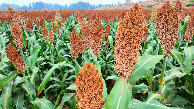 北京大学人民医院黄牛代挂号电话票贩子号贩子网上预约挂号,住院检查加快,一滴水,看见故乡