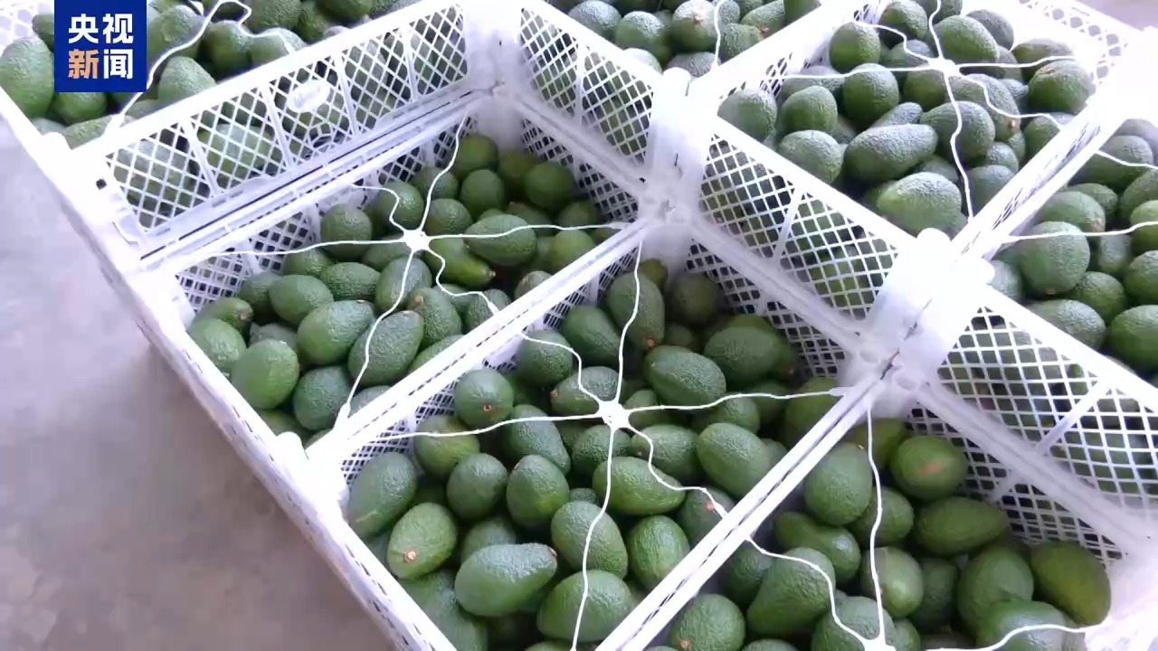 
北京301医院黄牛代挂号电话票贩子号贩子网上预约挂号,住院检查加快,总台记者探访丨“从钱凯到上海” 钱凯港开启新时代亚拉陆海新通道