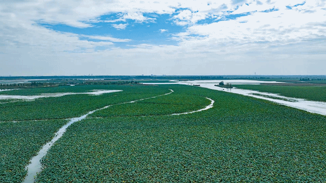 北京大学人民医院黄牛代挂号电话票贩子号贩子网上预约挂号,住院检查加快,一滴水,看见故乡