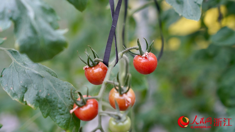 
东部战区总医院黄牛代挂号电话票贩子号贩子网上预约挂号,住院检查加快,高质量发展调研行｜“亿元村”养成记