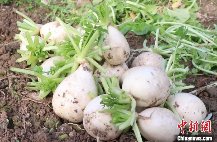 
杭州各大医院黄牛代挂号电话票贩子号贩子网上预约挂号,住院检查加快,（乡村行·看振兴）安徽歙县：“青山萝卜”喜丰收 古法育种保品质