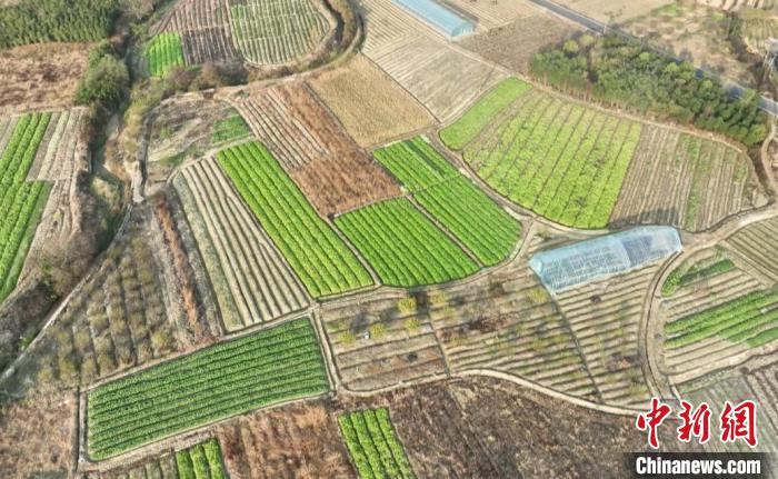 
杭州各大医院黄牛代挂号电话票贩子号贩子网上预约挂号,住院检查加快,（乡村行·看振兴）安徽歙县：“青山萝卜”喜丰收 古法育种保品质