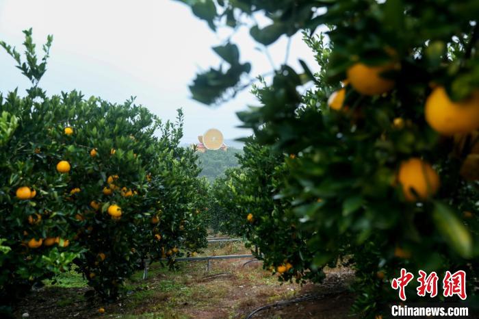 
浙江医院黄牛代挂号电话票贩子号贩子网上预约挂号,住院检查加快,（高质量发展调研行）“吃干榨净”一只果，何以致富一方人？