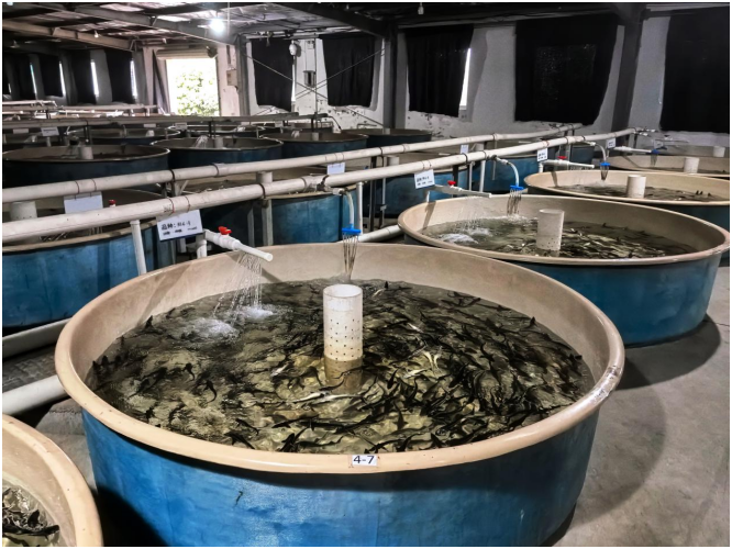 中山大学中山眼科中心黄牛代挂号电话票贩子号贩子网上预约挂号,住院检查加快,高质量发展调研行|一条鲟鱼:助企业发展,帮村民增收