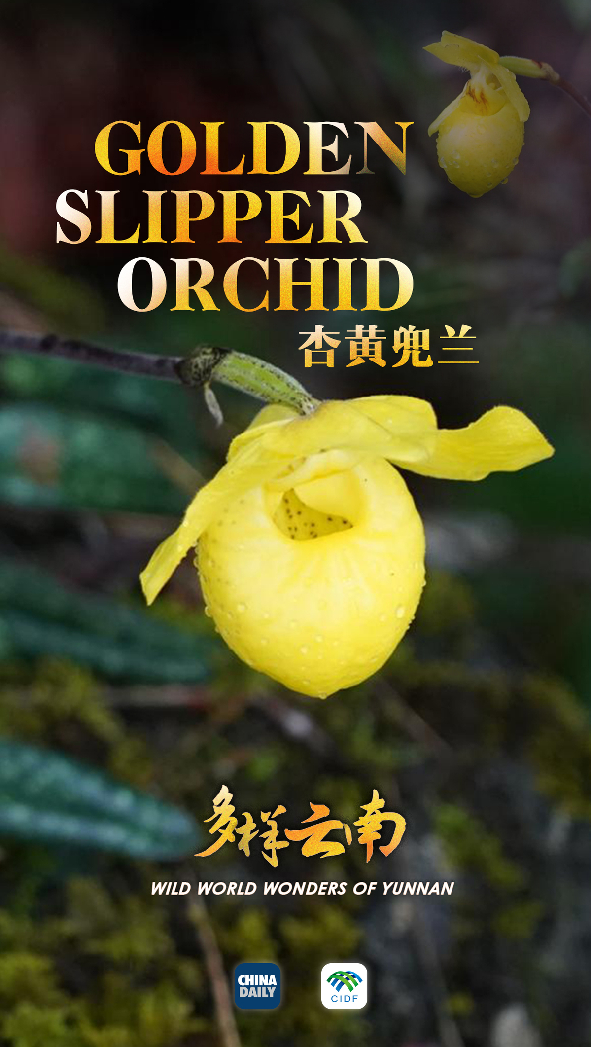 
首都医科大学附属北京同仁医院黄牛代挂号电话票贩子号贩子网上预约挂号,住院检查加快,云南宝藏动植物发现之旅
