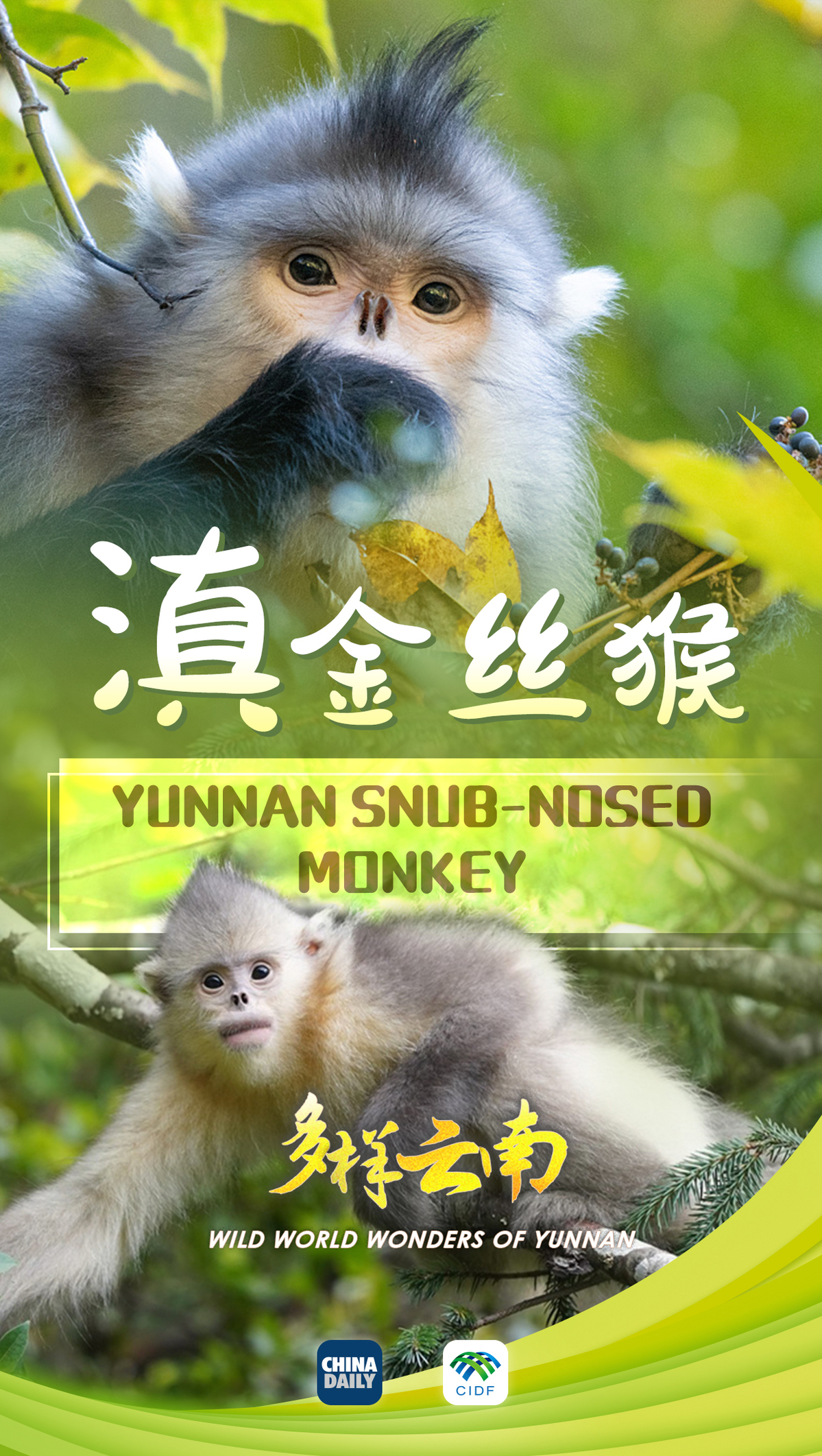
首都医科大学附属北京同仁医院黄牛代挂号电话票贩子号贩子网上预约挂号,住院检查加快,云南宝藏动植物发现之旅