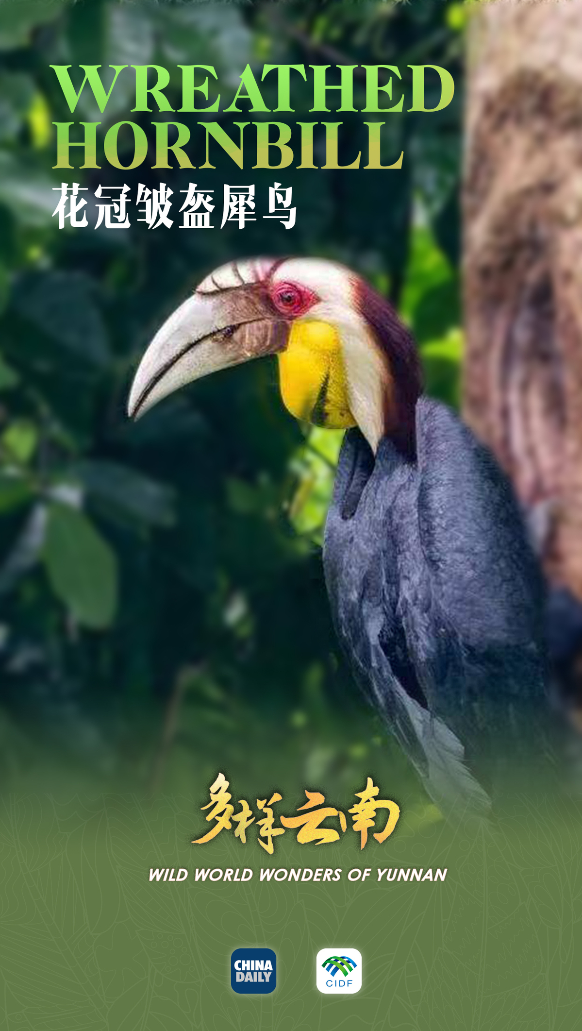 
首都医科大学附属北京同仁医院黄牛代挂号电话票贩子号贩子网上预约挂号,住院检查加快,云南宝藏动植物发现之旅