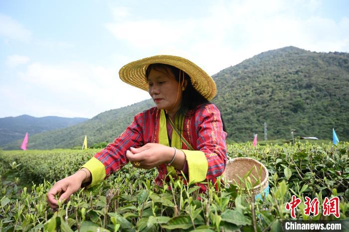 
首都医科大学附属北京胸科医院黄牛代挂号电话票贩子号贩子网上预约挂号,住院检查加快,西藏边城墨脱：“一片茶叶”兴产业