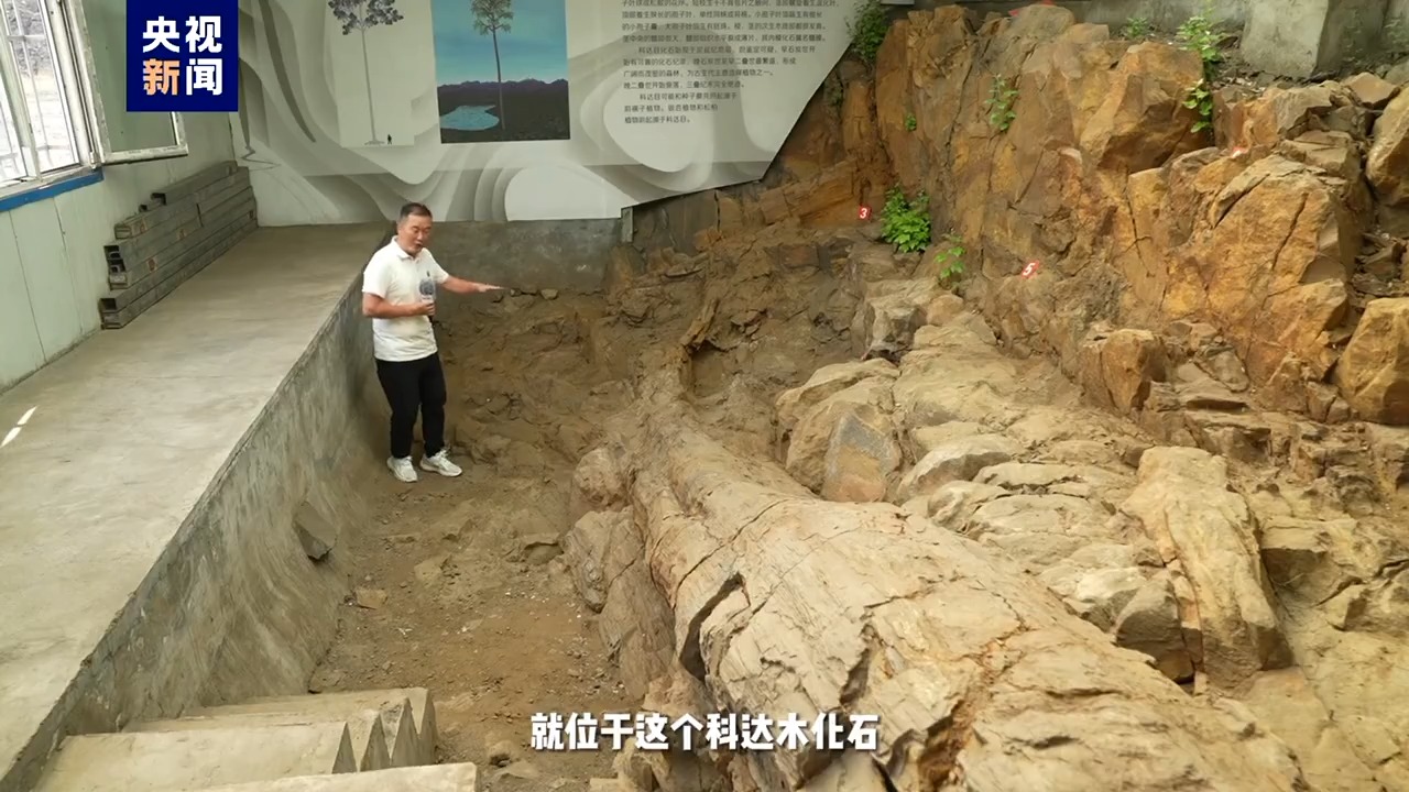
中国人民解放军总医院黄牛代挂号电话票贩子号贩子网上预约挂号,住院检查加快,撞脸巧克力脆筒 3.1亿年前鳞木类化石长这样