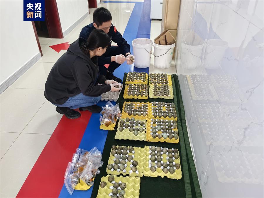 
上海仁济医院黄牛代挂号电话票贩子号贩子网上预约挂号,住院检查加快,偷采黑尾鸥蛋！青岛海警破获一起非法狩猎案