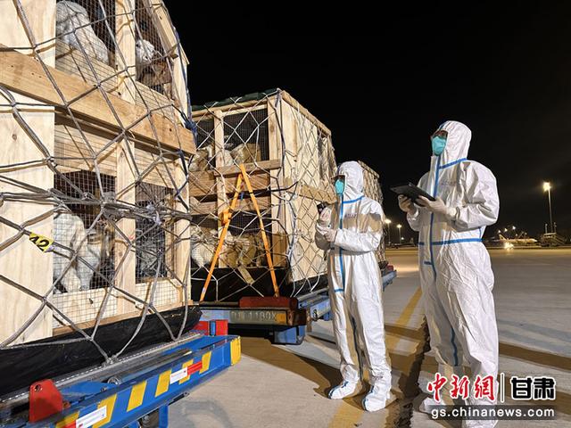 
成都华西医院黄牛代挂号电话票贩子号贩子网上预约挂号,住院检查加快,千余只新西兰奶山羊搭乘国际货运航班落地兰州
