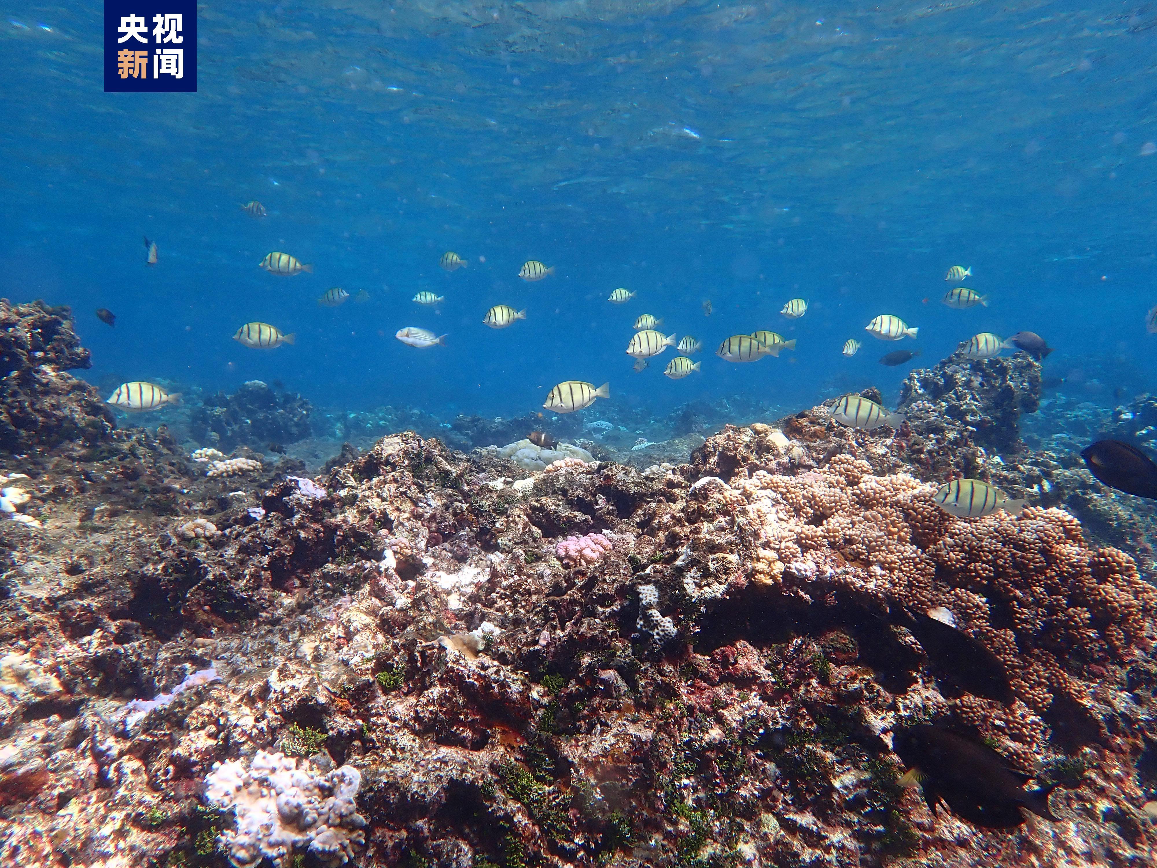 
北京妇产医院黄牛代挂号电话票贩子号贩子网上预约挂号,住院检查加快,视频丨看看有多美！这里是中国的黄岩岛