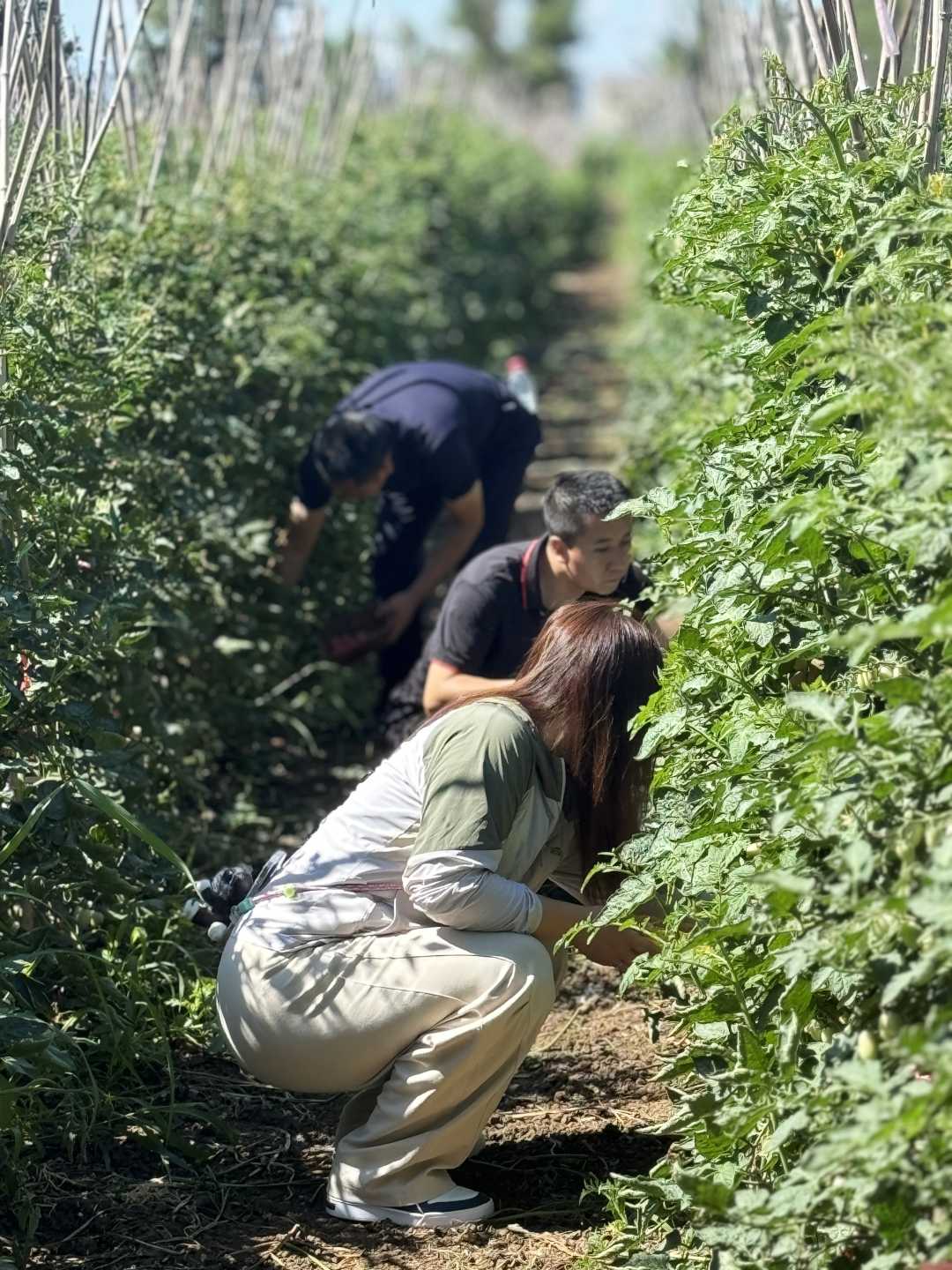 
北京鼓楼医院孙凌云黄牛代挂号电话票贩子号贩子网上预约挂号,住院检查加快,新疆兵团三坪农场“采摘经济”红红火火