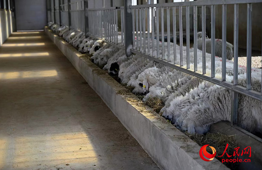 
上海儿童医院黄牛代挂号电话票贩子号贩子网上预约挂号,住院检查加快,活力内蒙古丨神奇的“智慧牧场”
