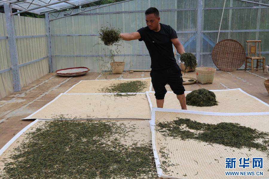 
沈阳医大一院黄牛代挂号电话票贩子号贩子网上预约挂号,住院检查加快,【云南青年说】青年茶人杨文伟：爱“拼”才会赢